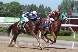 horses at Jägersro