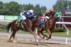 horses at Jägersro